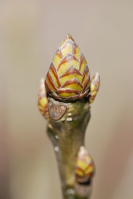 Quercus pontica - dub černomořský - pupen